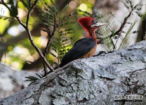 �쾱��ľ��