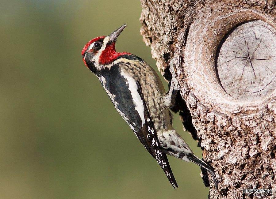 红颈吸汁啄木鸟 红颈吸汁啄木鸟的图片