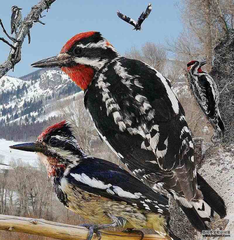 �쾱��֭��ľ����̬����ͼ