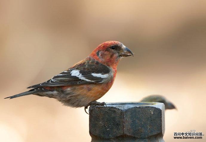 �׳ύ��ȸ������Ӱ��ŵ