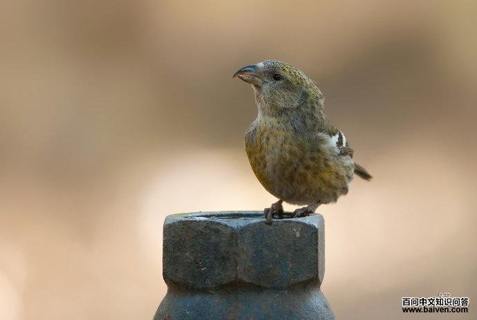 �׳ύ��ȸ������Ӱ��ŵ