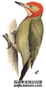 红颈绿啄木鸟 红颈绿啄木鸟的图片
