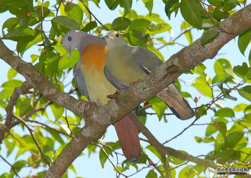 �쾱����ͼƬ