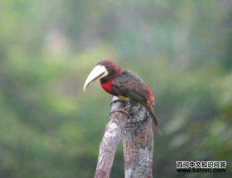 �쾱���������