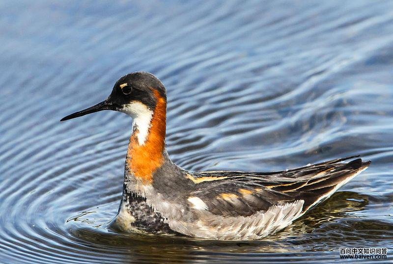 �쾱�����ֵ�ͼƬ