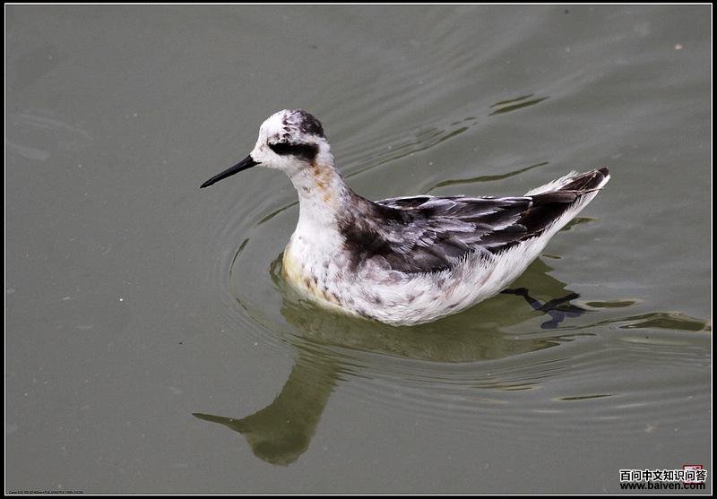 �쾱�����֣��ǳ���