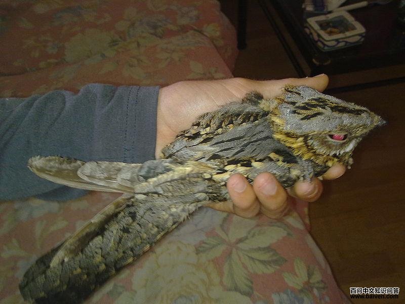 红颈夜鹰 红颈夜鹰的图片