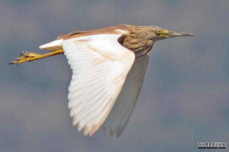 �׳�Ƴ��ص�ͼƬ