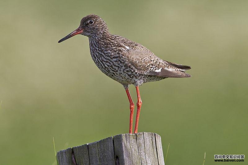 ����ֵ�ͼƬ