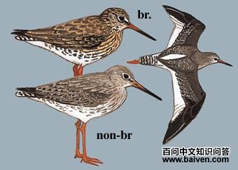 ����֣���̬����ͼ