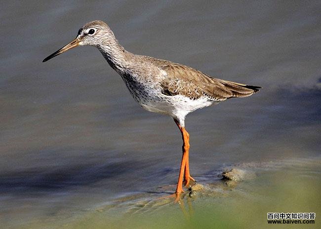 ����֣��ز�����