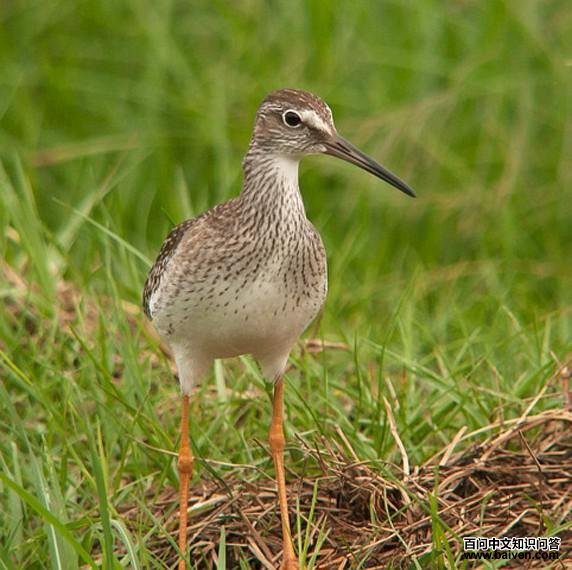 ����֣��ǳ����ز�����