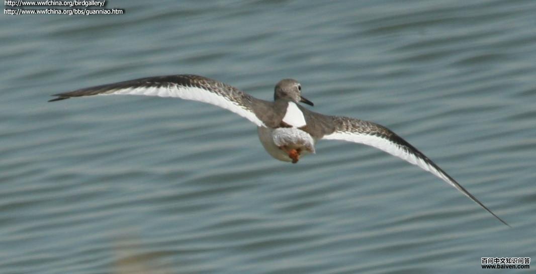 ����ַ���ͼ�����ס�����Ե��