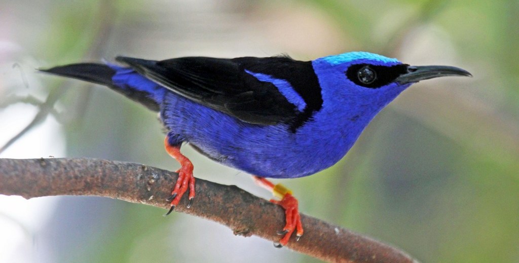 �������ȸ��ͼƬ