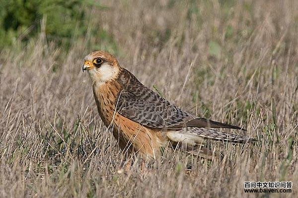 红脚隼 红脚隼的图片