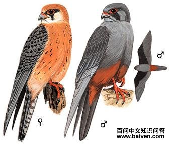 ���������̬����ͼ