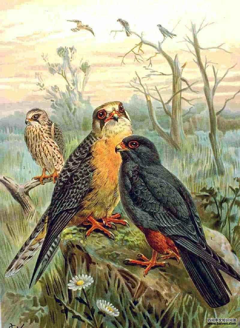 ���������̬����ͼ