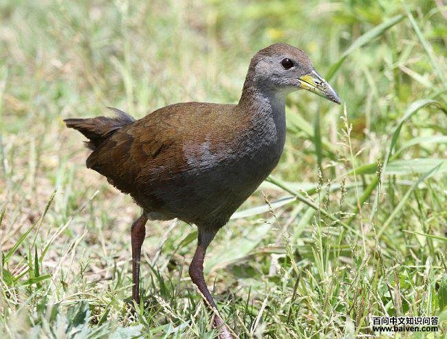 ��ſ�����ͼƬ