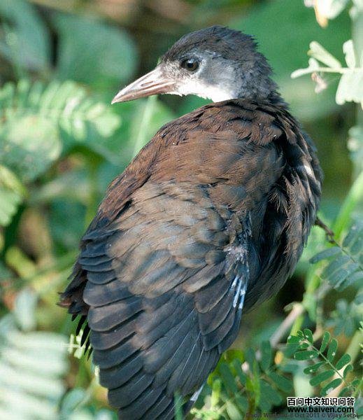 ��ſ��������