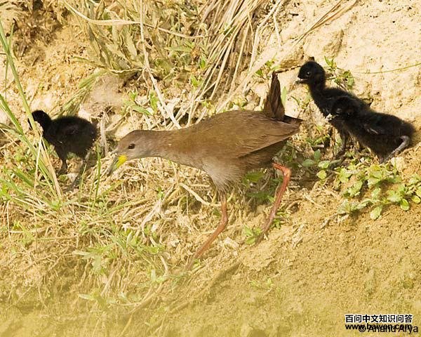 ��ſ���񣺳���