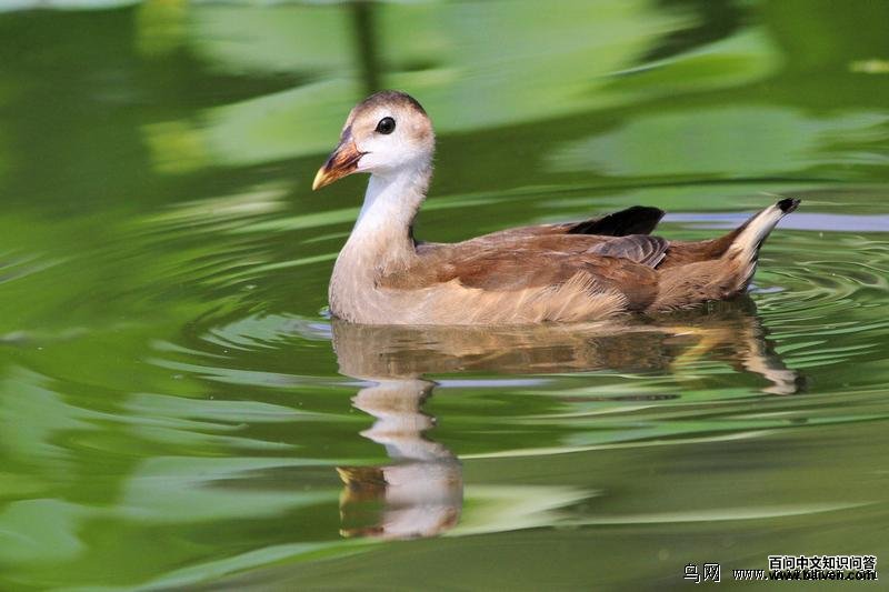 ��ˮ�����ǳ���