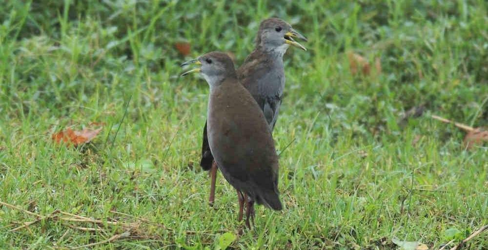 ��ſ����