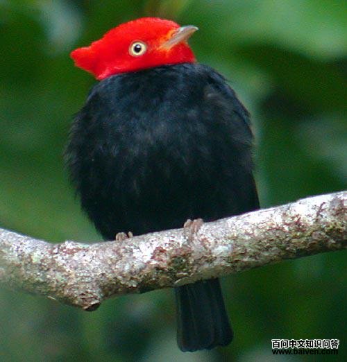 ��ǽ��l��ͼƬ