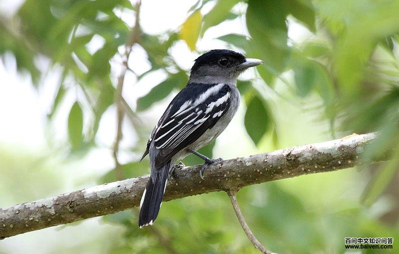 �׳������l��ͼƬ