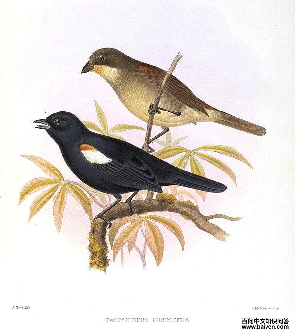 ��������ȸ��ͼƬ