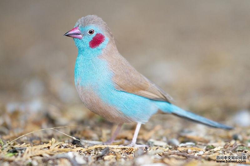 �������ȸ��ͼƬ