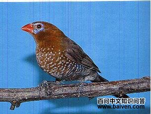 �������ȸ