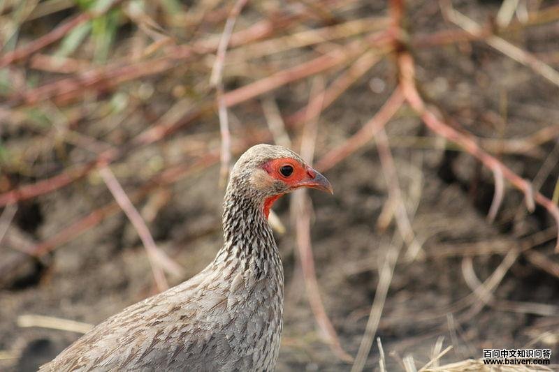 �������ͼƬ