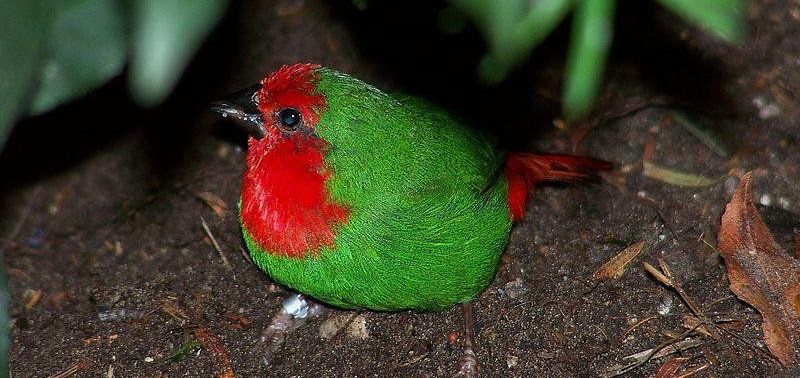 �����ȸ��ͼƬ