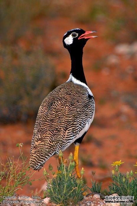 白翅黑鸨 白翅黑鸨的图片
