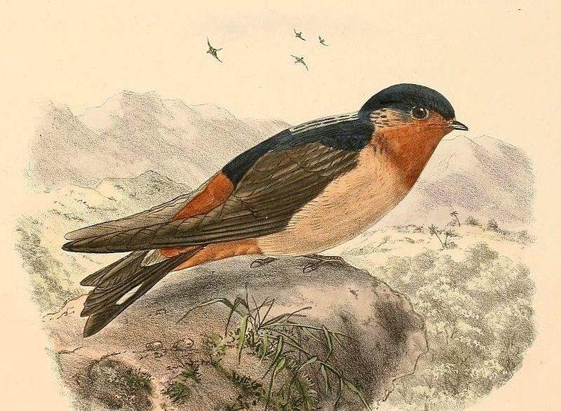 ������ͼƬ