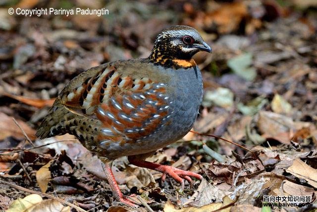 ���ɽ����ͼƬ