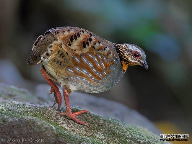 ���ɽ���