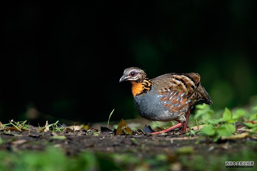 ���ɽ���