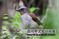 红喉鸲鸫 红喉鸲鸫的图片