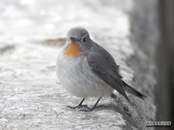 ������l������