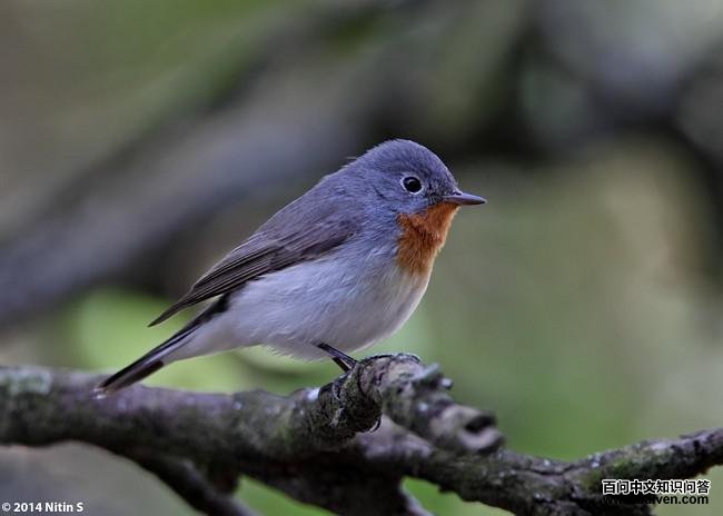 ���ؼ��l������