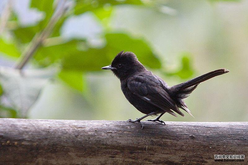 白翅黑霸鹟 白翅黑霸鹟的图片