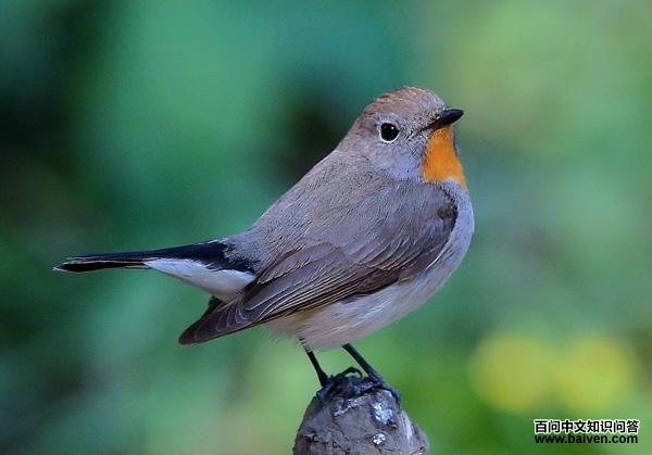 红喉姬鹟 红喉姬鹟的图片