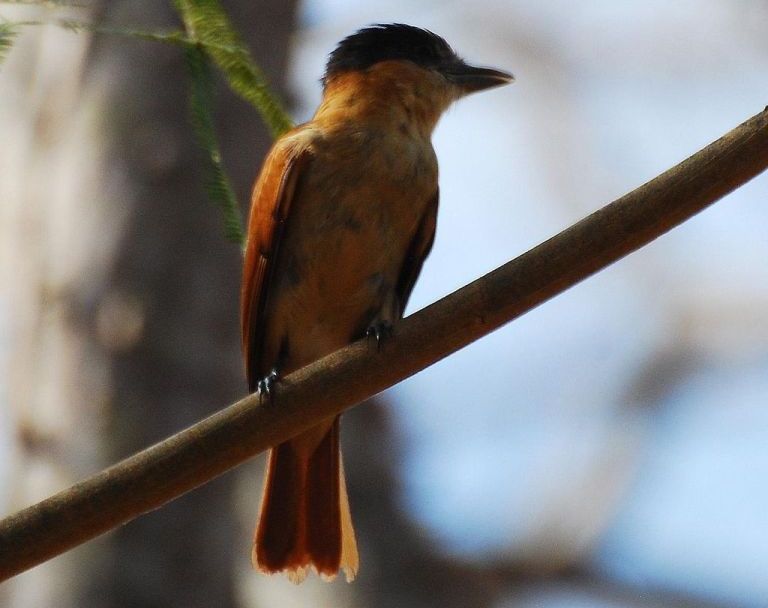 红喉厚嘴霸鹟 红喉厚嘴霸鹟的图片
