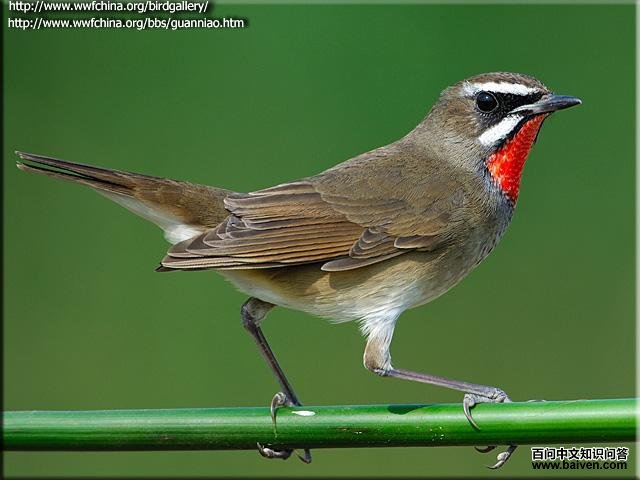 �������ͼƬ