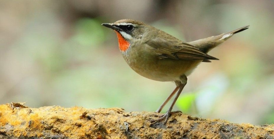 �����𶣺����