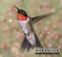 ����������ͼƬ