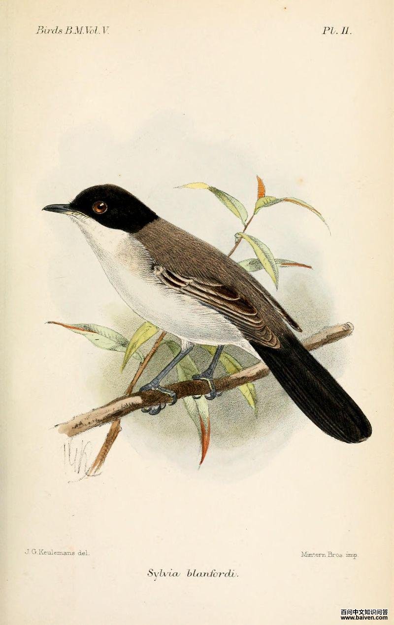 红海林莺 红海林莺的图片