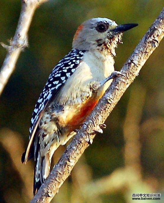 红冠啄木鸟 红冠啄木鸟的图片