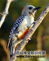 �����ľ��